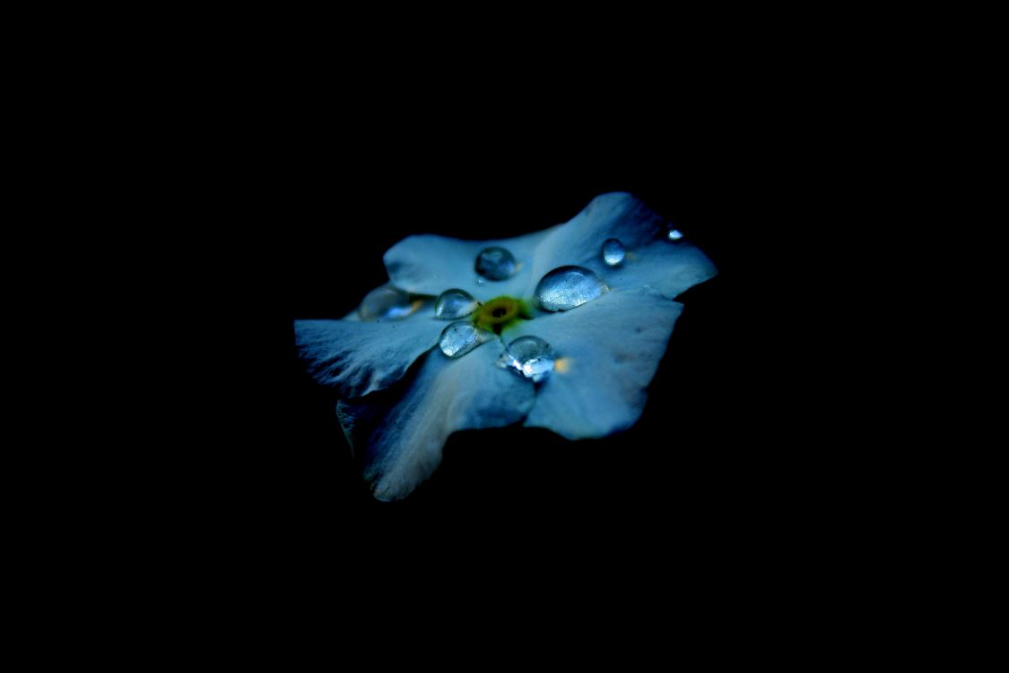 Обои синий, лазурный, растение, цветок, лепесток в разрешении 3888x2592