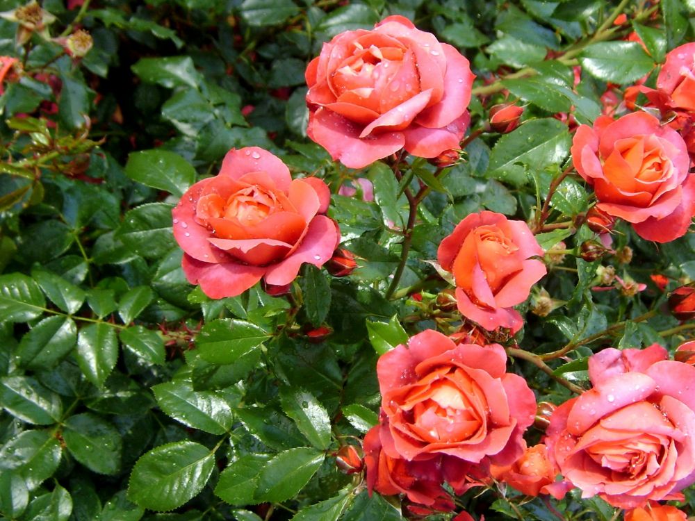 Обои сад роз, цветковое растение, флорибунда, лепесток, семья Роуз в разрешении 2048x1536