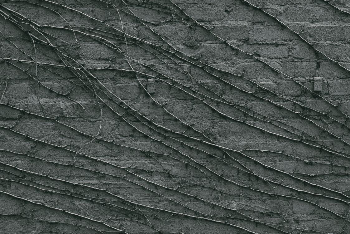 Обои лист, черный, узор, растение, монохромный в разрешении 5936x3963