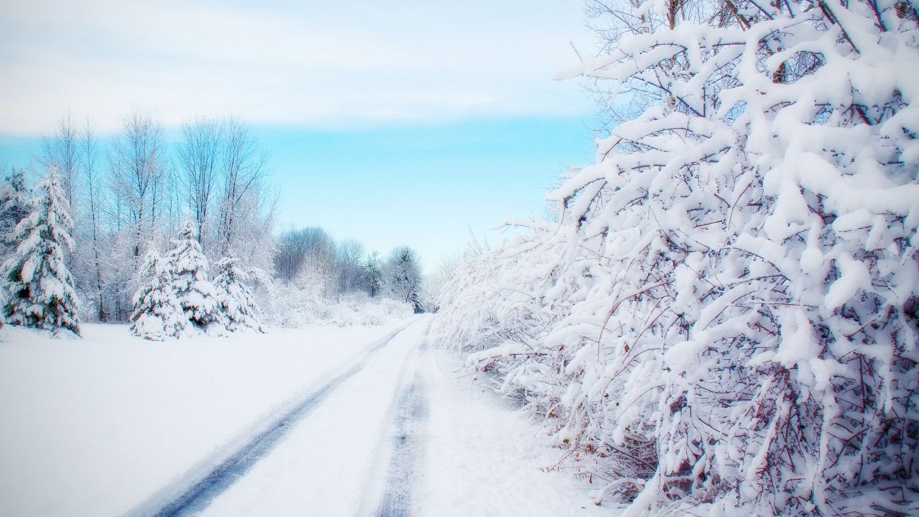 Обои зима, снег, мороз, дерево, замораживание в разрешении 2048x1152