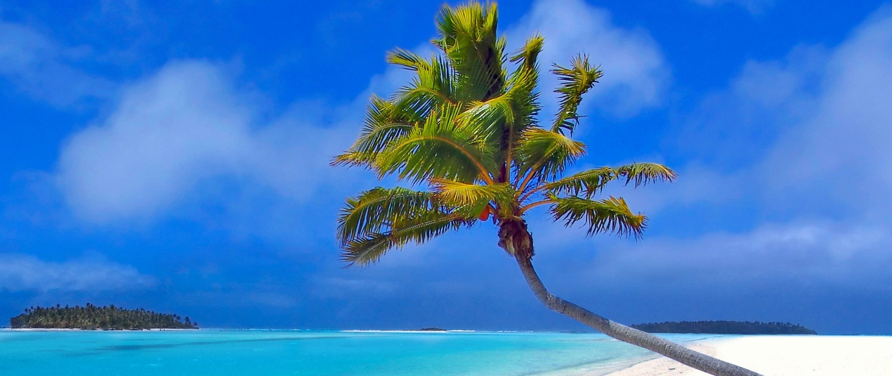 Обои тропическая зона, природа, дерево, Карибский бассейн, Пальма в разрешении 2560x1080