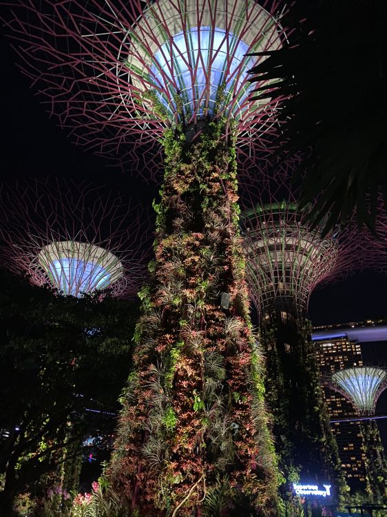 Обои Сингапур, природа, пальмовые рощи, ночь, пурпур в разрешении 1536x2048
