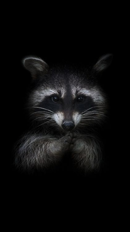 Обои одеяло, кошачьих, кошки малого и среднего размера, серый цвет, наземные животные в разрешении 1080x1920