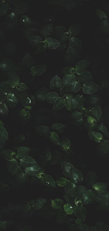 Обои вода, лист, наземное растение, жидкий, почвопокровная в разрешении 1516x3200