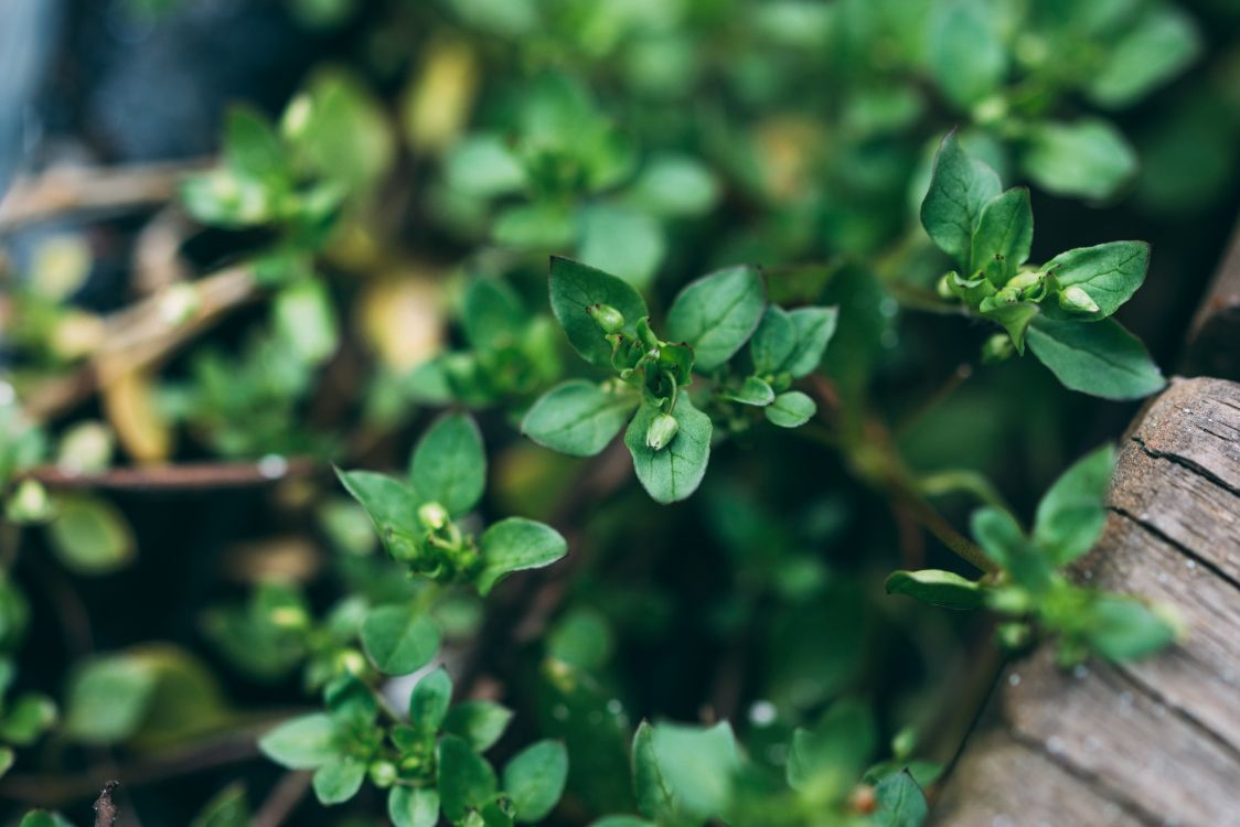 Обои зеленый, полукустарник, растение, цветок, цветковое растение в разрешении 5848x3899