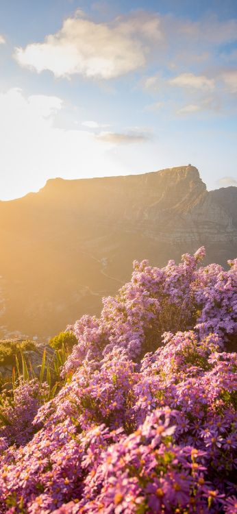 Обои маклирс маяк, канатная дорога на столовую гору, гора, природа, облако в разрешении 1242x2688