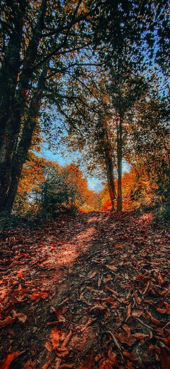 Обои природа, ветвь, листопадные, окружающая среда, лист в разрешении 1420x3073