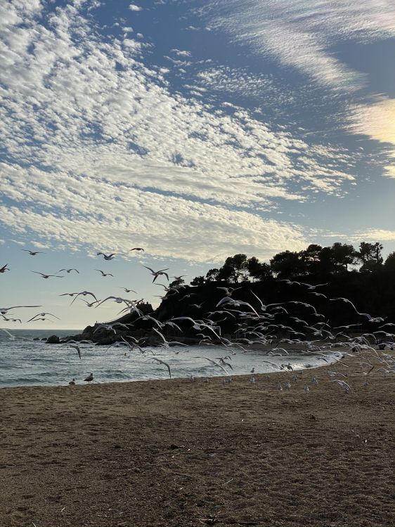 Обои пляж, вода, жидкость, облако, берег в разрешении 1536x2048