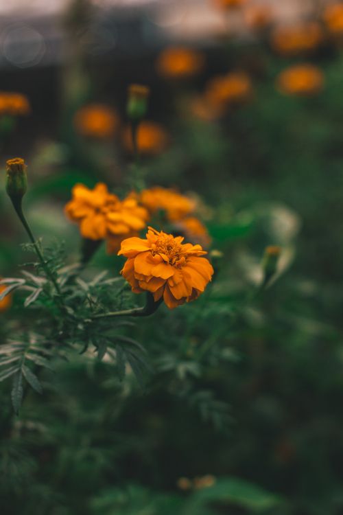 Обои цветок, желтый, растение, лепесток, Апельсин в разрешении 3456x5184