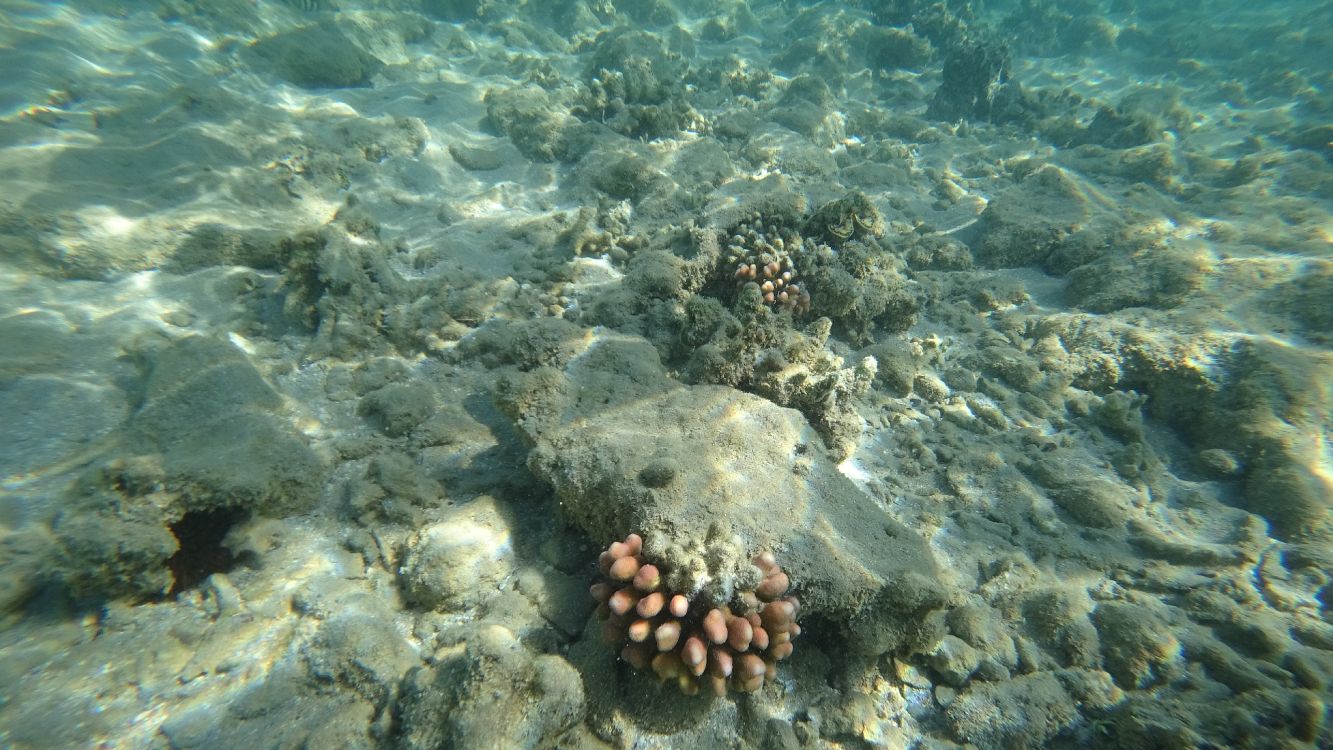 Обои море, коралловый риф, экосистема, морская биология, морские беспозвоночные в разрешении 4624x2600