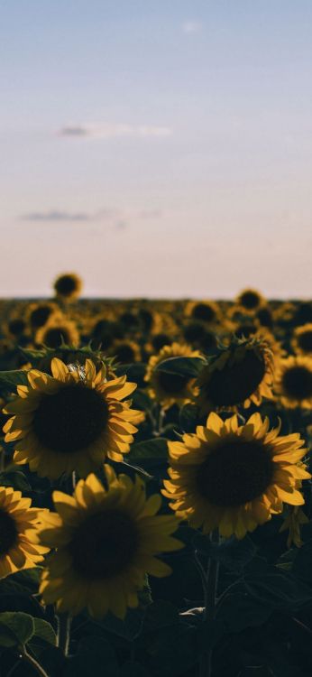 Обои цветок, растение, облако, лепесток, ботаники в разрешении 1080x2340