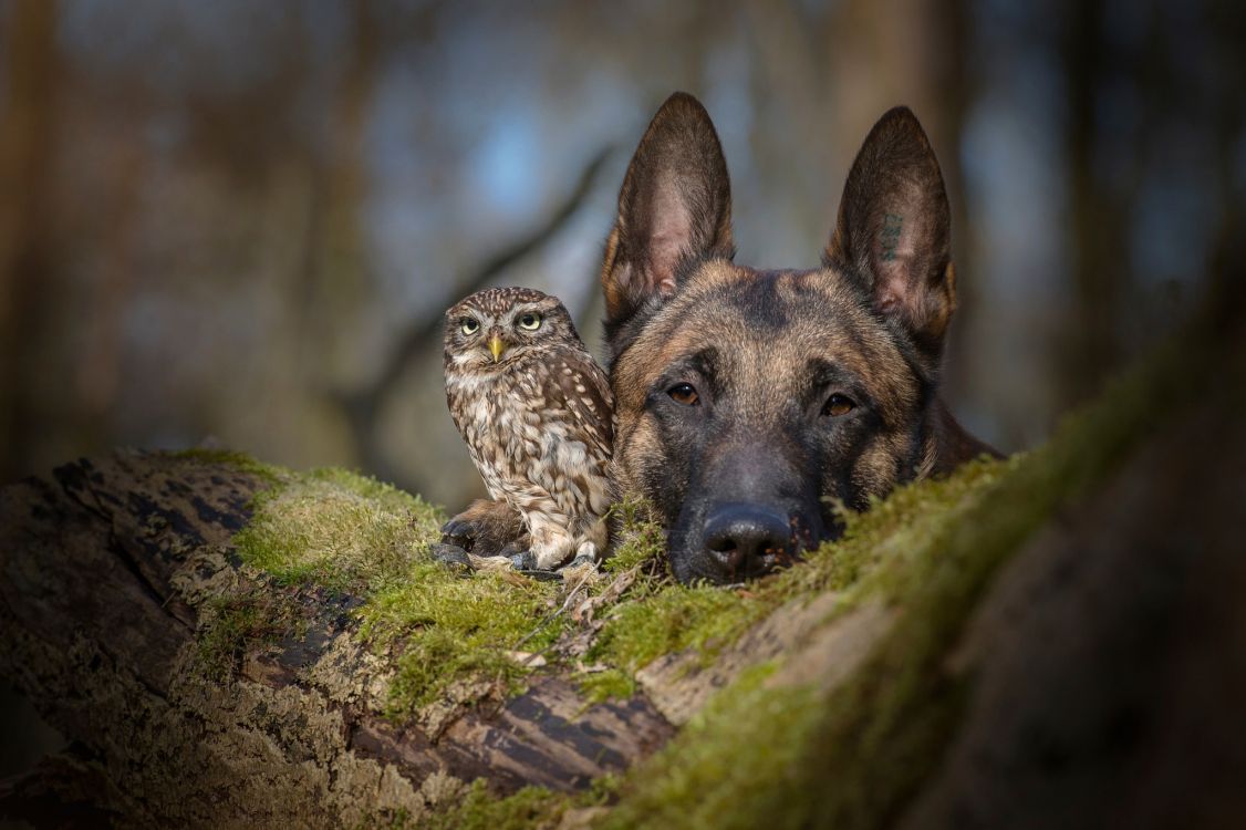 Обои Сыч, пес, собака породы, живая природа, немецкая овчарка в разрешении 2048x1363