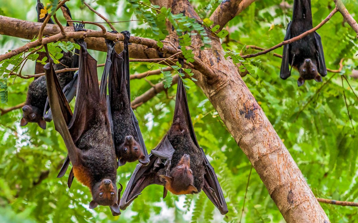 Обои тропические леса, тропический лес, Флора, живая природа, растение в разрешении 2950x1841