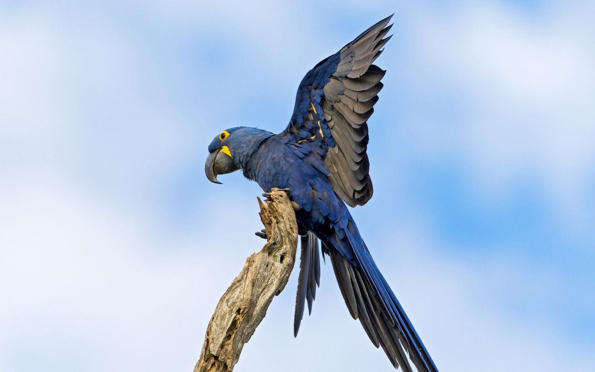 Обои hayacinth Ара, Ара, попугай, птица, клюв в разрешении 2560x1600