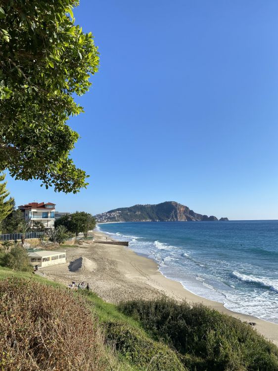 Обои побережье, вода, растение, гидроресурсы, дерево в разрешении 1536x2048