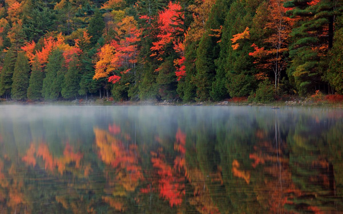 Обои отражение, природа, лист, дикая местность, вода в разрешении 2560x1600