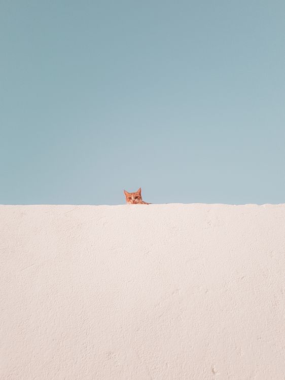 Обои кошачьих, десерт, небо, синий, цвет беж в разрешении 2711x3615