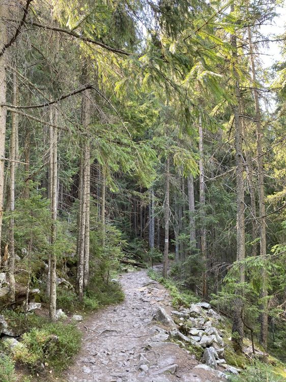 Обои дерево, растительность, природа, окружающая среда, растительное сообщество в разрешении 1536x2048