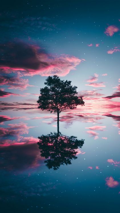 Обои облако, вода, атмосфера, растение, природа в разрешении 1440x2560