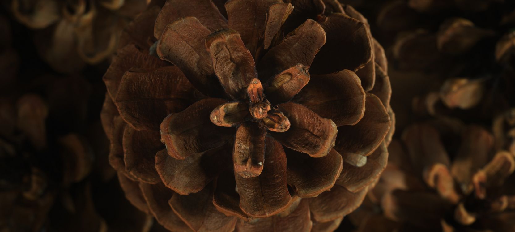 Обои Флора, коричневый цвет, растение, натуральный материал, древесина в разрешении 3200x1440