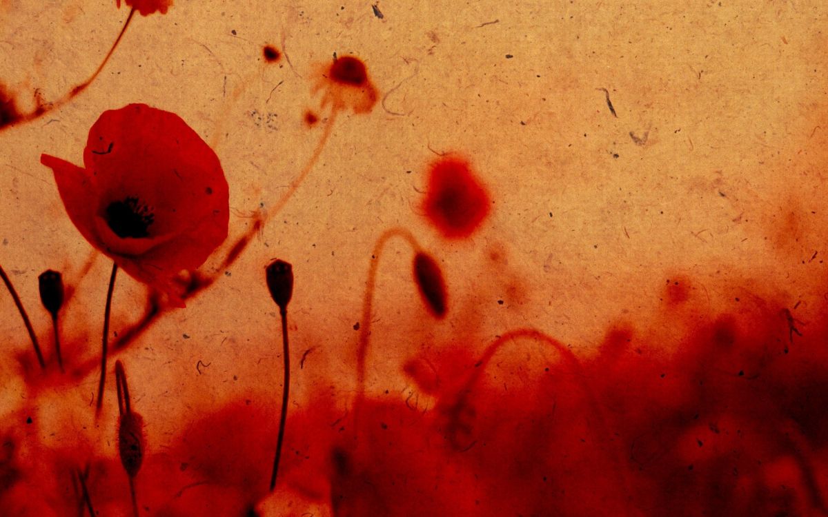 Обои маковое поле, красный цвет, лепесток, цветок, семейства маковых в разрешении 2560x1600