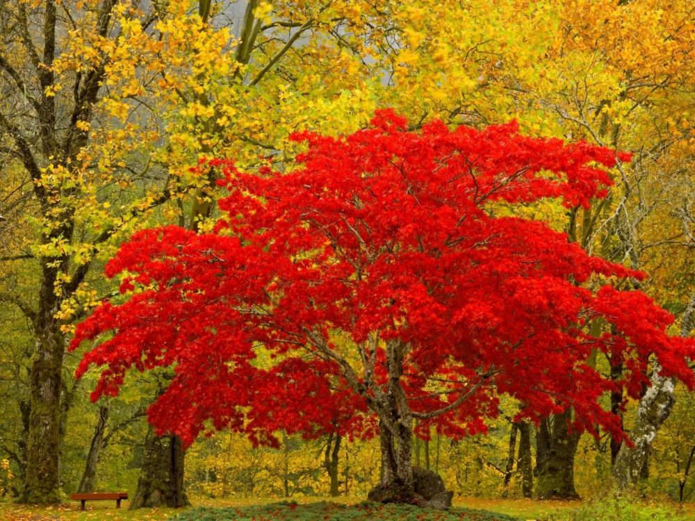 Обои природа, дерево, осень, древесные растения, листопадные в разрешении 2048x1536