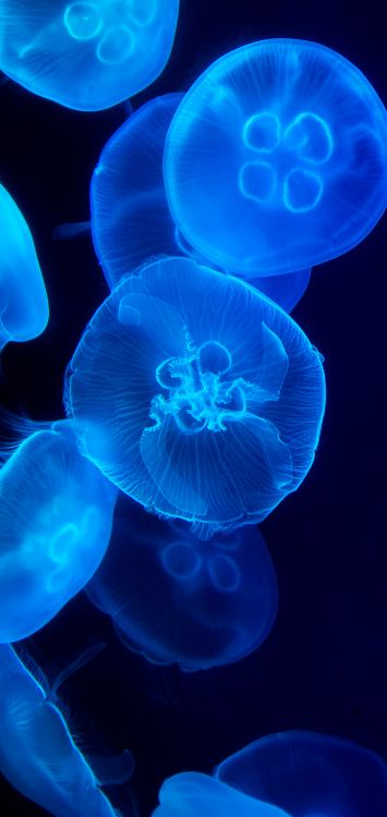 Обои Медуза, морская биология, cnidaria, морские беспозвоночные, биолюминесценция в разрешении 1421x3000