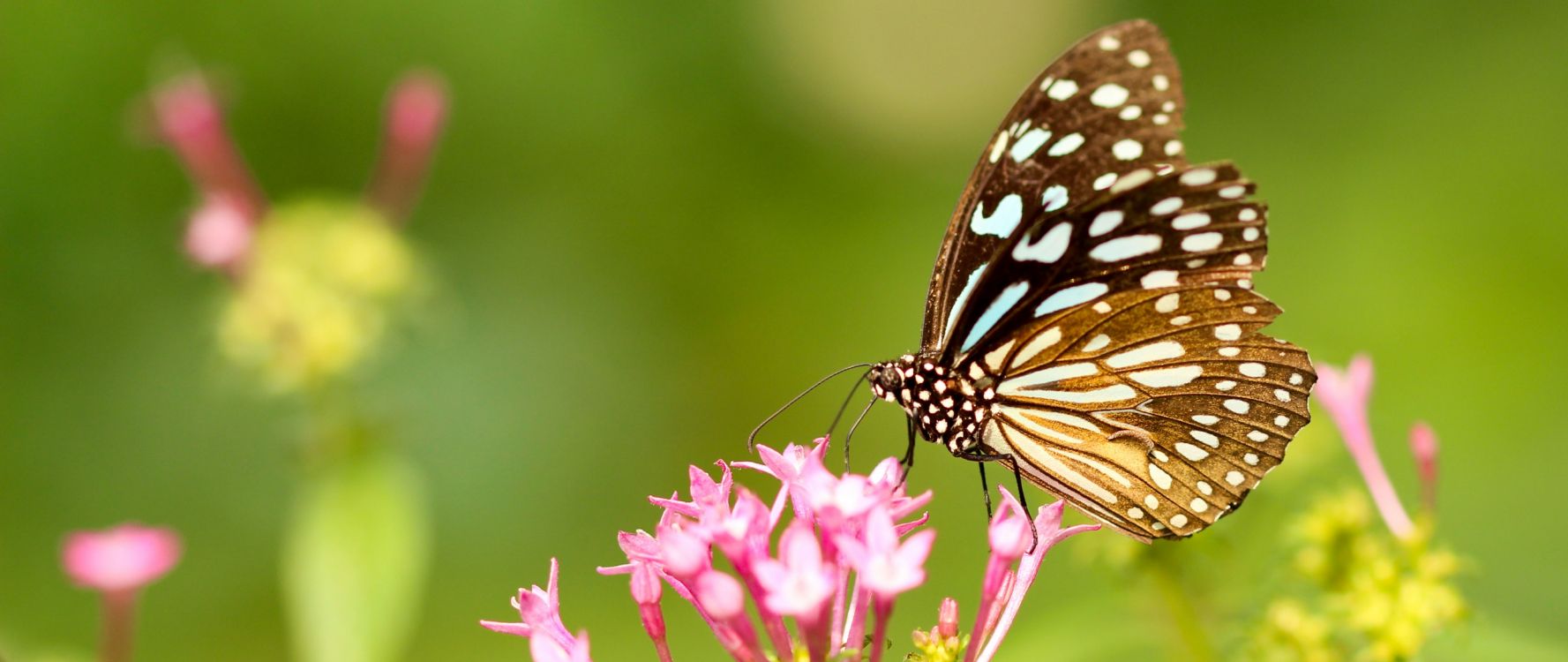 Обои насекомое, цветок, бабочкамонарх, мотыльки и бабочки, бабочка в разрешении 2560x1080