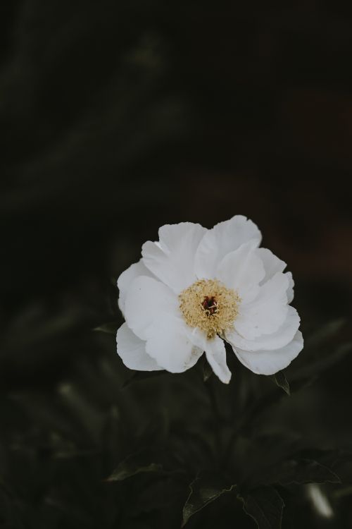 Обои цветок, пион, белые, лепесток, растение в разрешении 5304x7952
