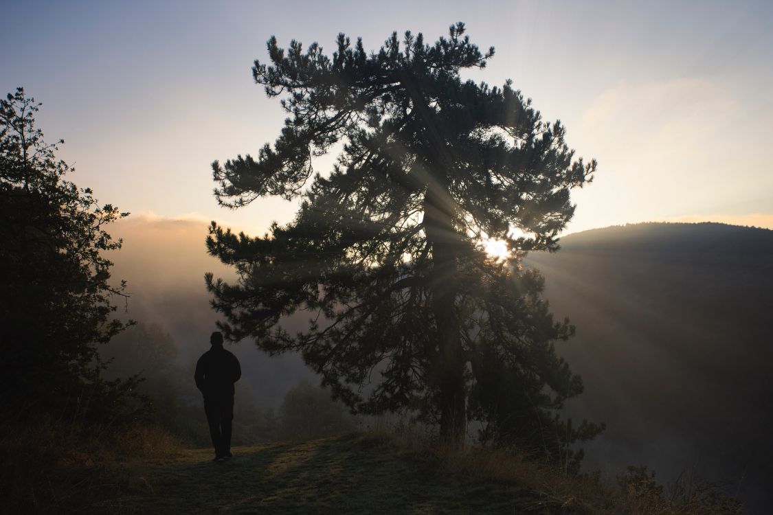 Обои лиственница, силуэт, дерево, природа, природный ландшафт в разрешении 6240x4160