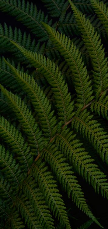 Обои растение, лист, папоротник, страусиный папоротник, природа в разрешении 1421x3000