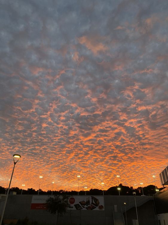 Обои водоем, ночь, природа, солнце, ветвь в разрешении 1536x2048