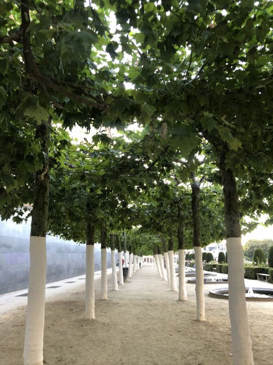 Обои ветвь, биология, наука, древесные растения, тень в разрешении 1536x2048