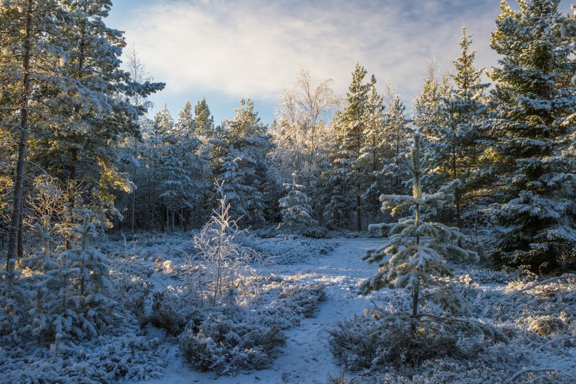 Обои снег, Хвойные, дерево, зима, лес в разрешении 4990x3327