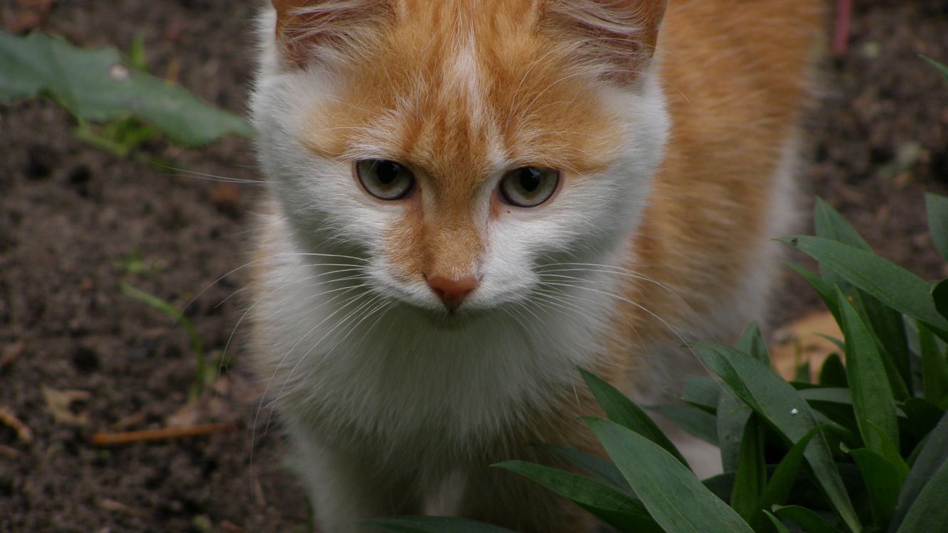 Обои котенок, любовь, мимишность в разрешении 3840x2160