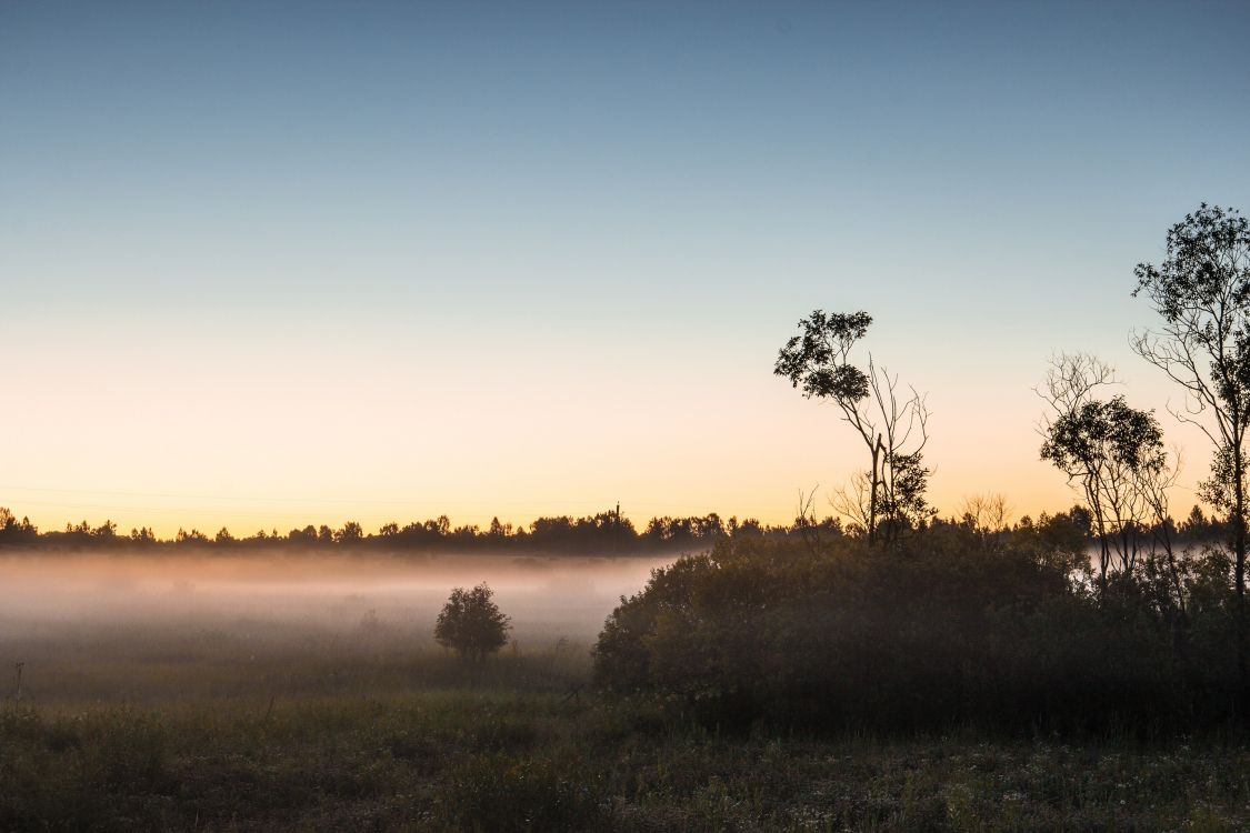 Обои рассвет, утро, восход солнца, дерево, туман в разрешении 3111x2074